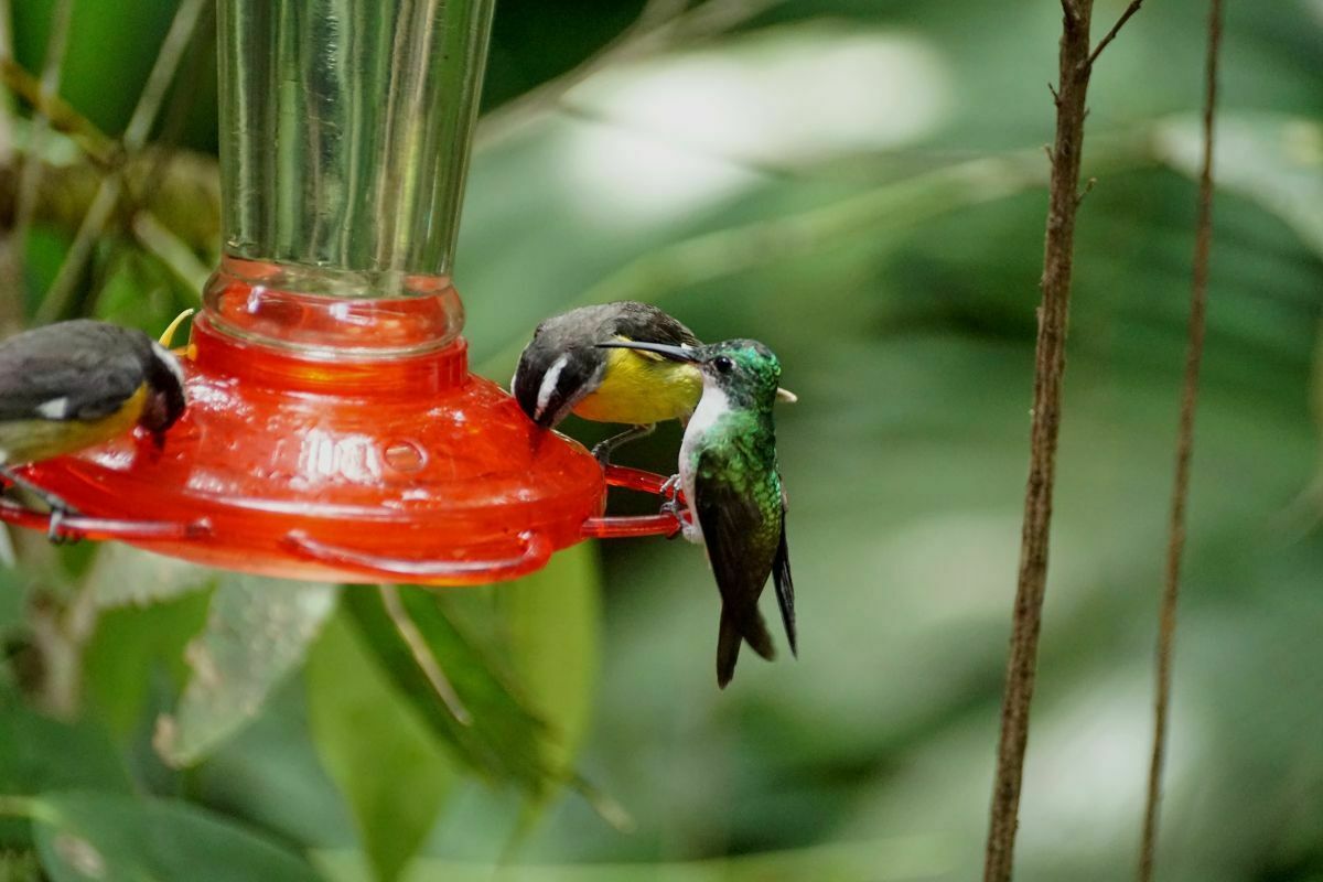 Can You Hang A Hummingbird Feeder In A Tree