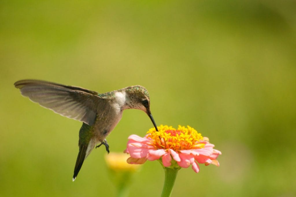 Ruby-throated hummingbird