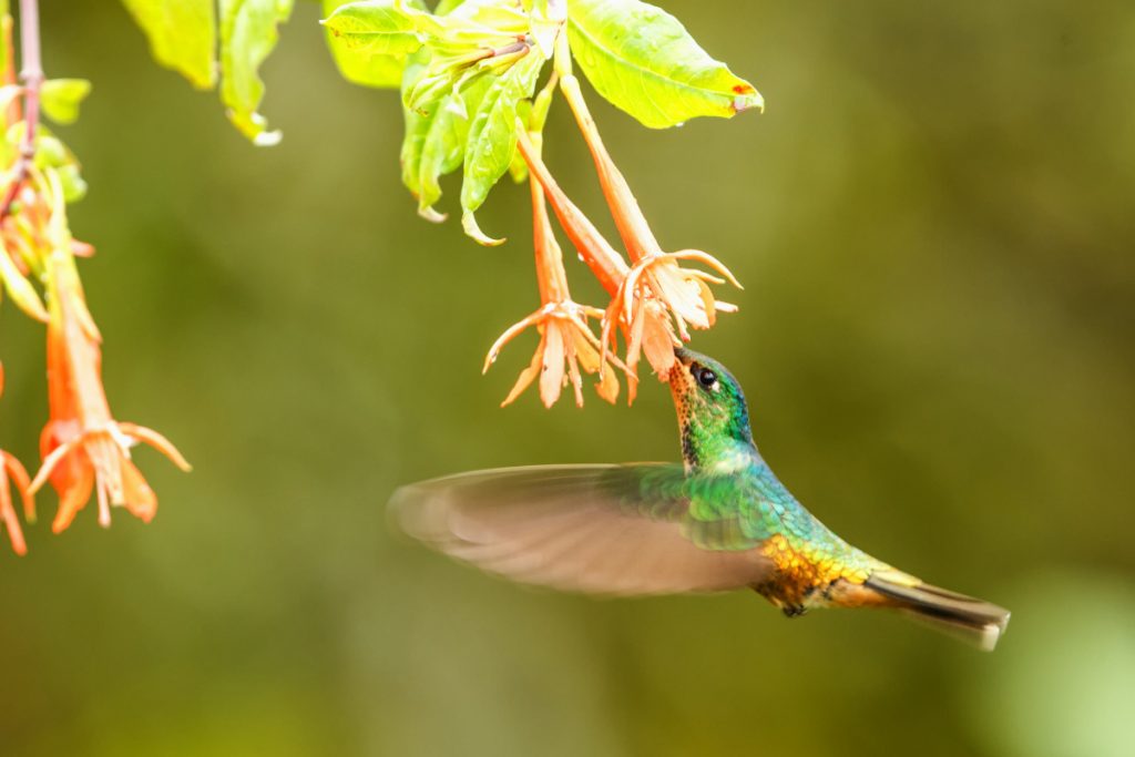 Calculating Hummingbird Caloric Needs