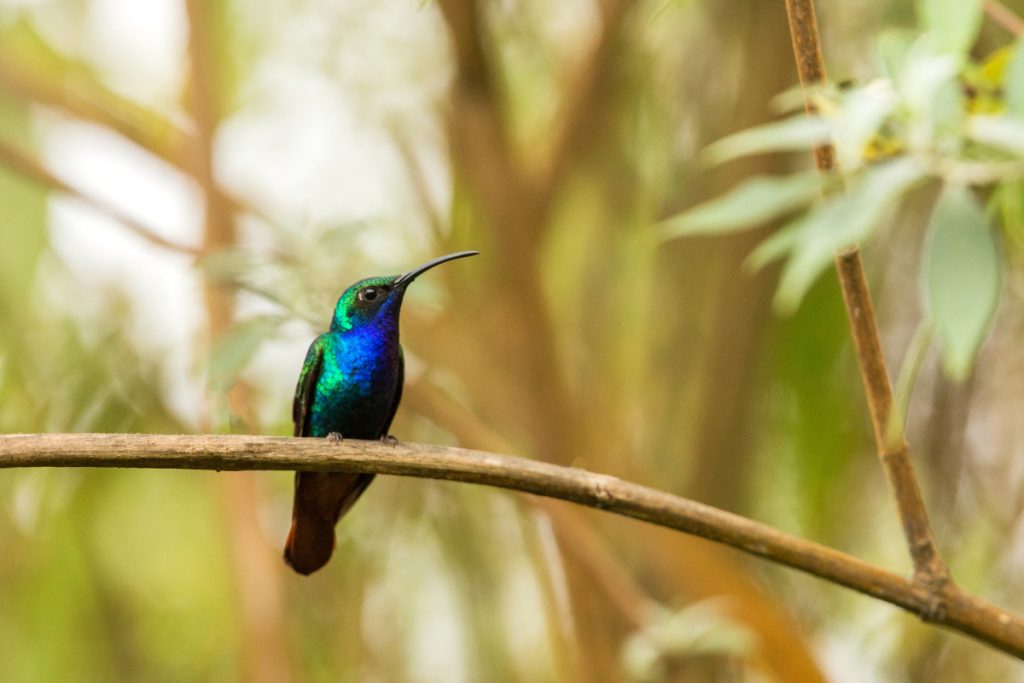How Can You Attract Hummingbirds in Indiana