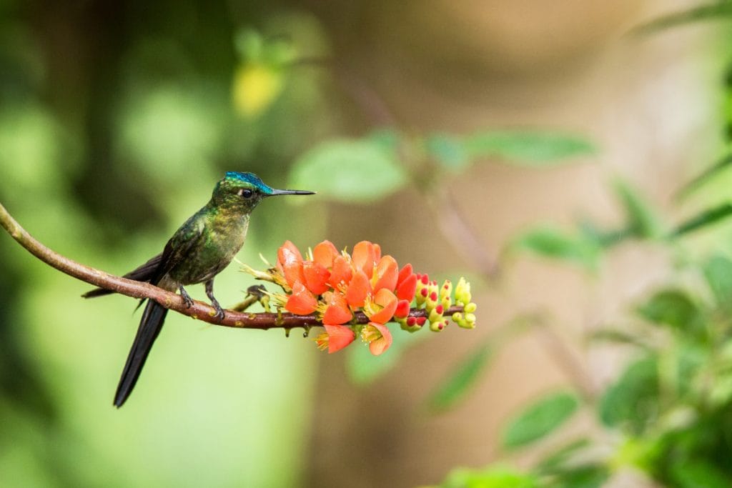 When Do Hummingbirds Arrive In Texas