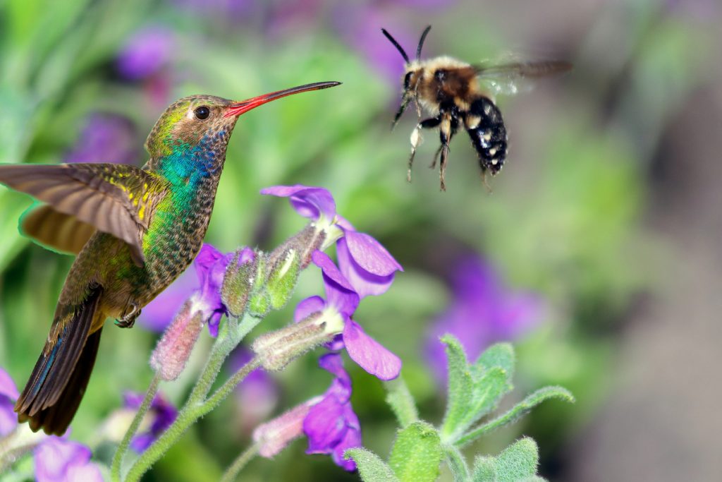 The Real Hummingbird Diet