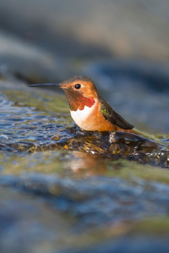 Hummingbird BirdBath