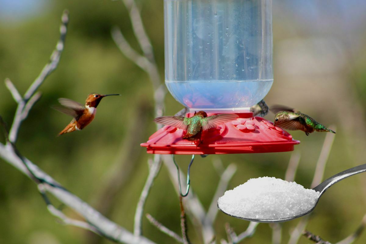 How Much Sugar For 16 Oz Hummingbird Feeder