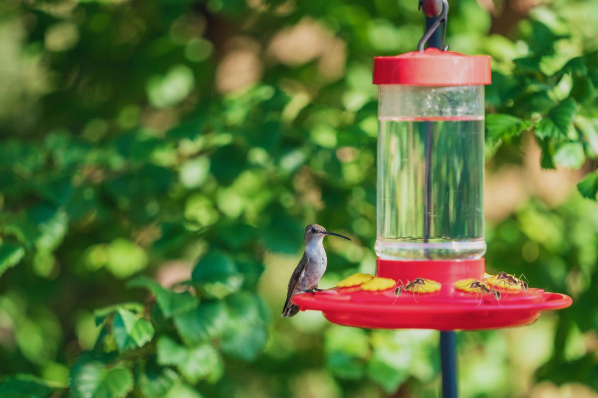 How To Keep Ants Off Hummingbird Feeder_ 18 Tips