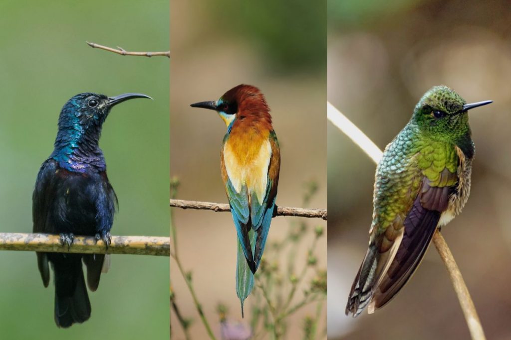 Are There Hummingbirds In Greece