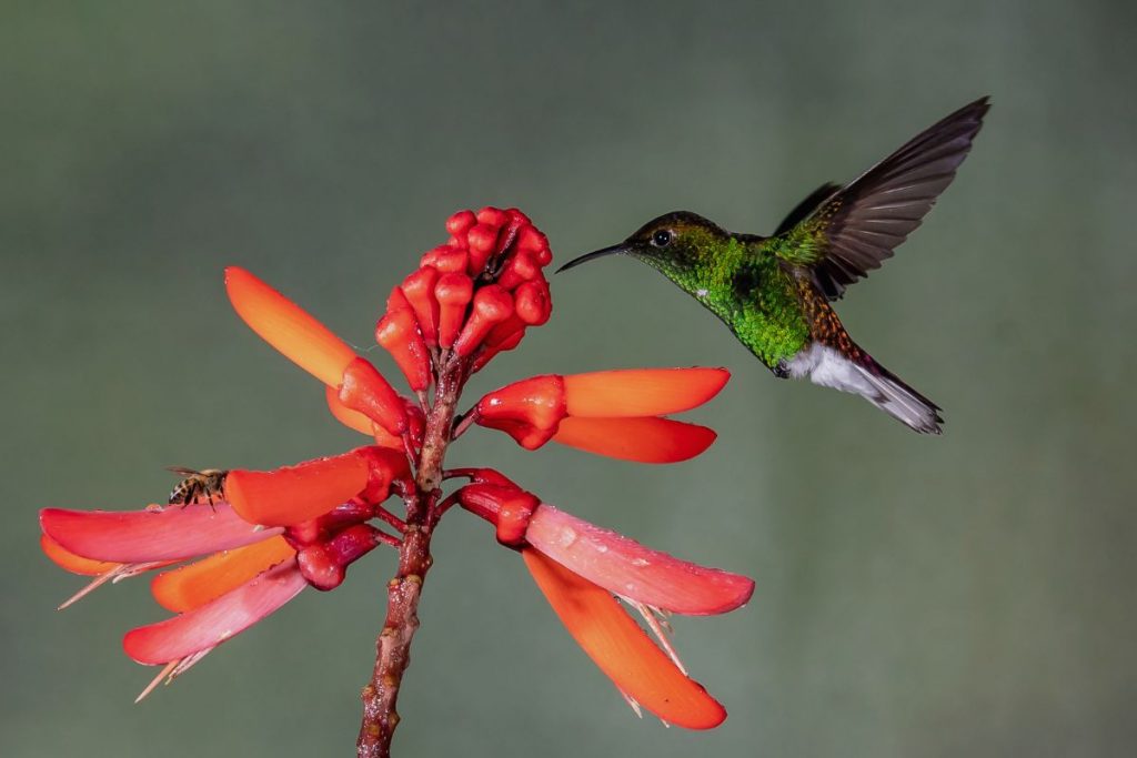 Are There Hummingbirds In Texas