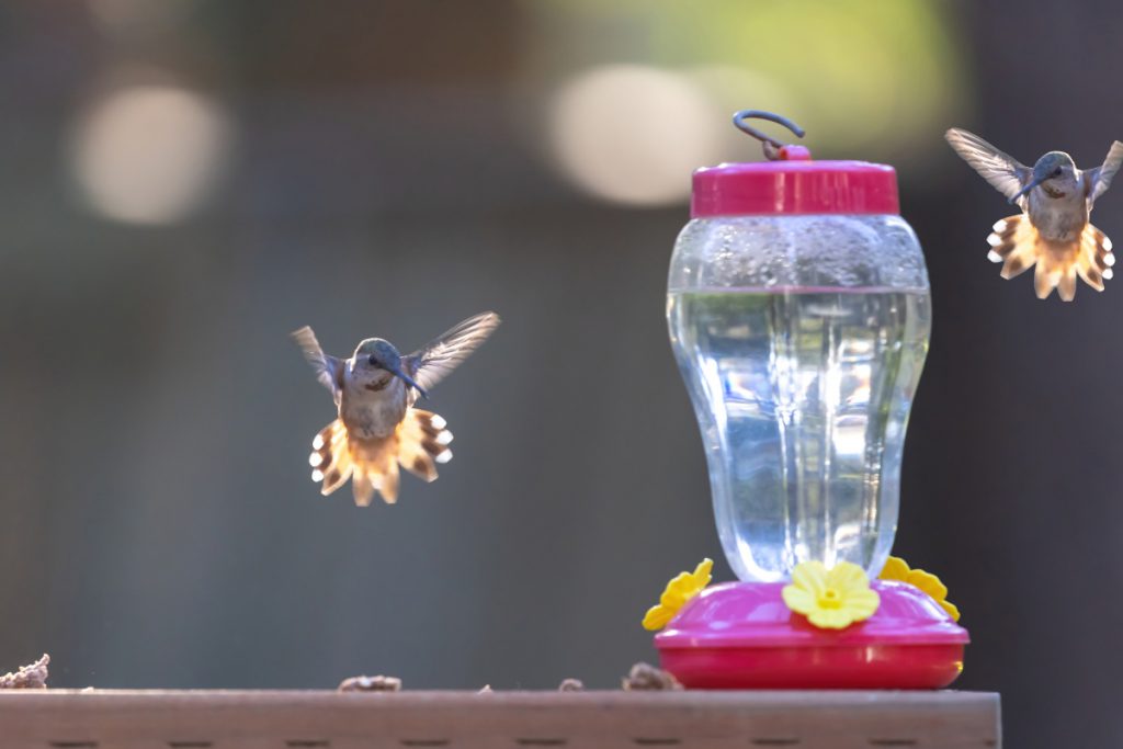 A Step-by-Step Guide To Creating the Perfect Sugar Solution For 16-OZ Hummingbird Feeder: