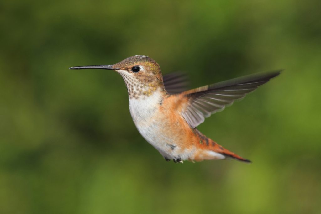 Allen’s Hummingbird
