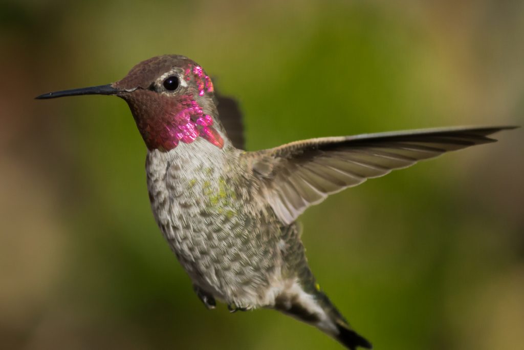 Anna's Hummingbird