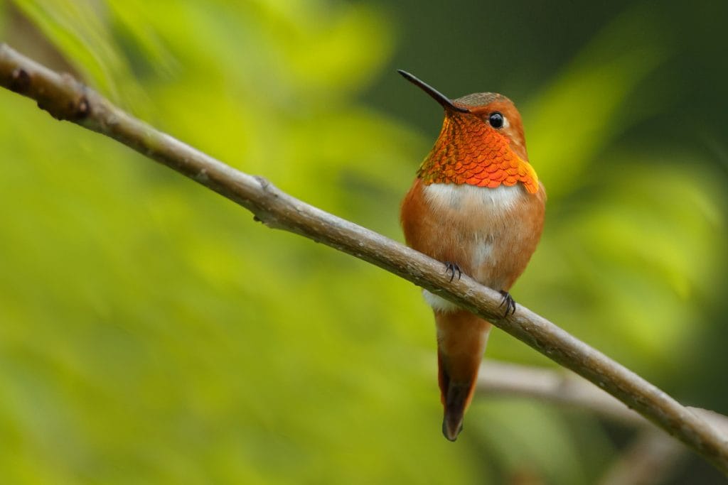 Hummingbird Health and Care