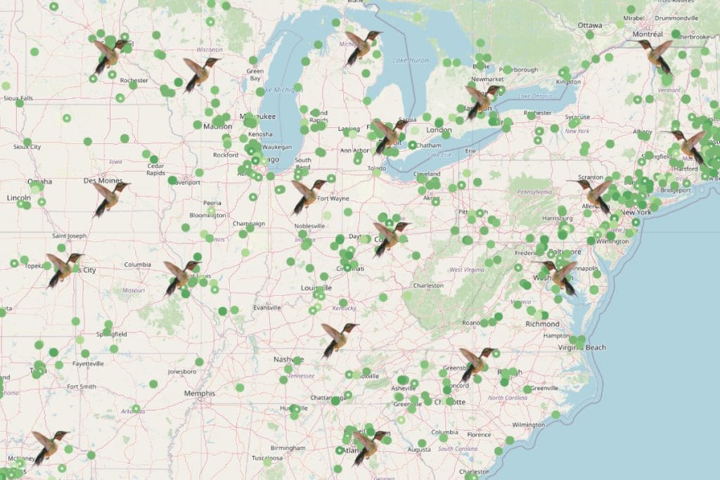 Ruby-Throated Hummingbirds Fall Migration Route and Timing