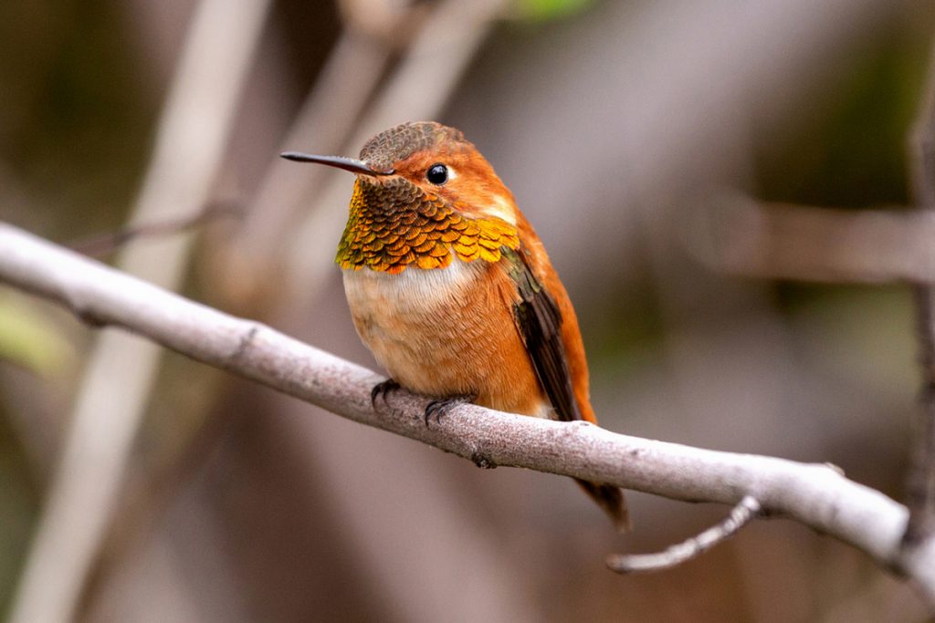Rufous Hummingbird