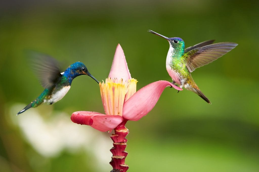 Do Hummingbirds Arrive In Texas At The Same Time