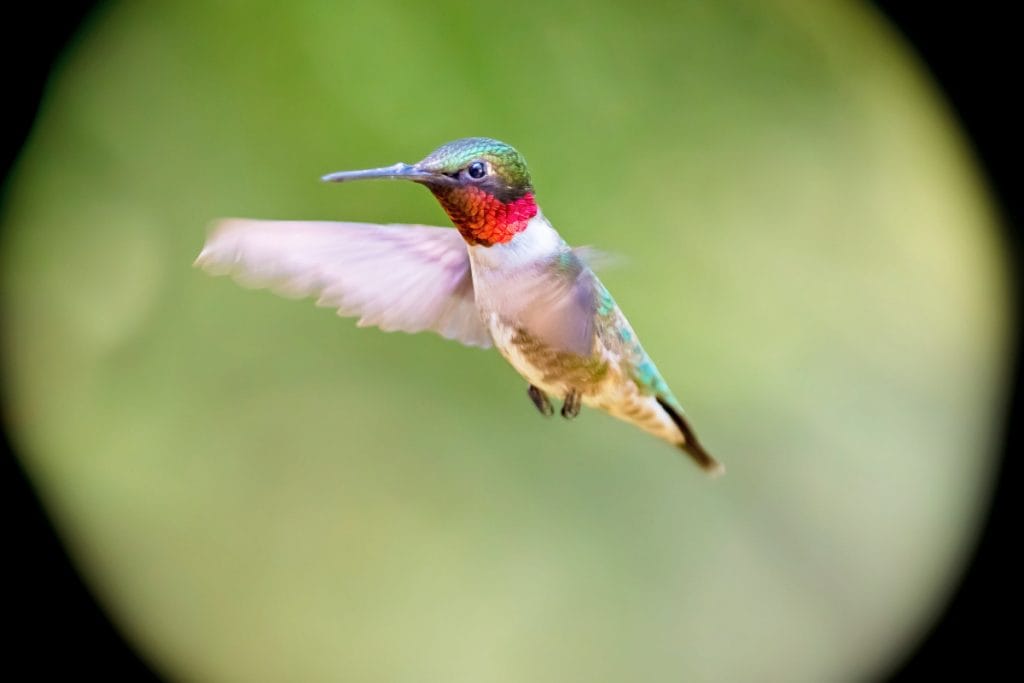 When Do Hummingbirds Leave Texas