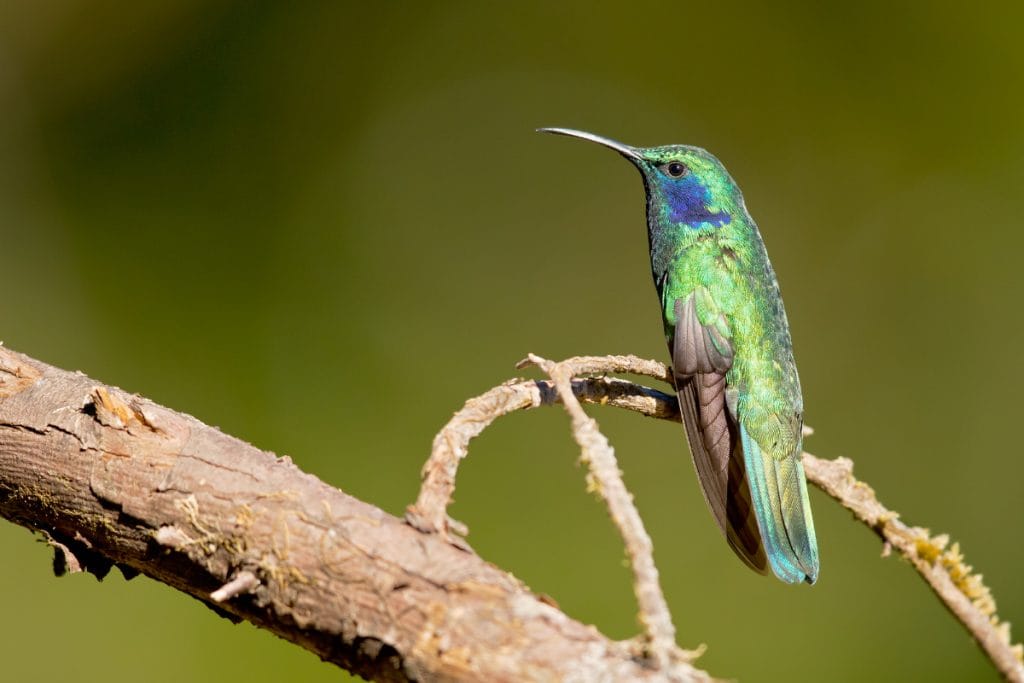 When Should You Put Out Your Hummingbird Feeders In Virginia
