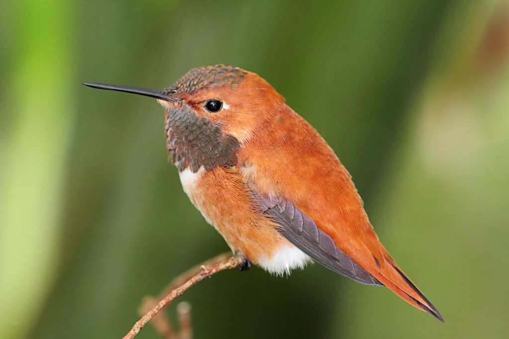 Can You Find Hummingbirds In Rhode Island During Winter