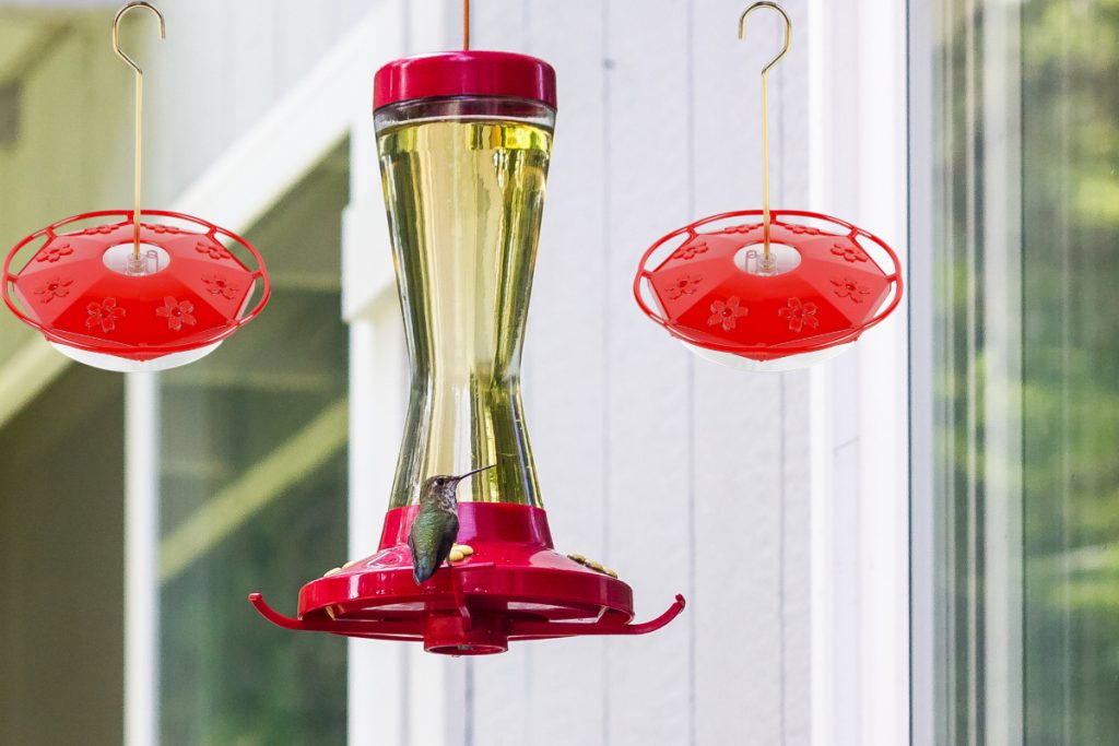 4 Alternative Methods to Deter Bees from Hummingbird Feeders