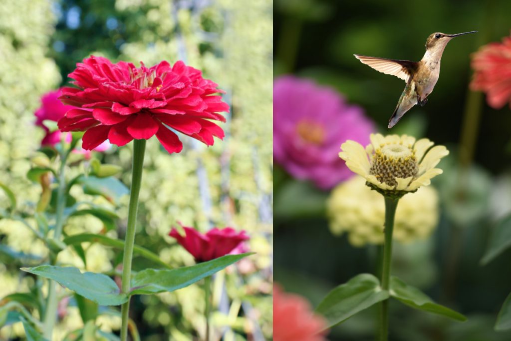 Do Hummingbirds Like Zinnias -