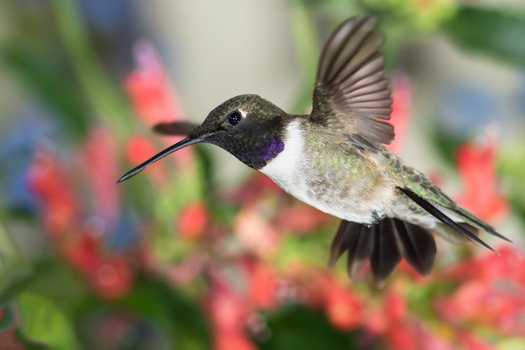 Frequently Asked Questions About Zinnias for Hummingbirds