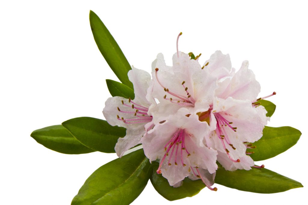Rhododendron - Plants That Attract Hummingbirds