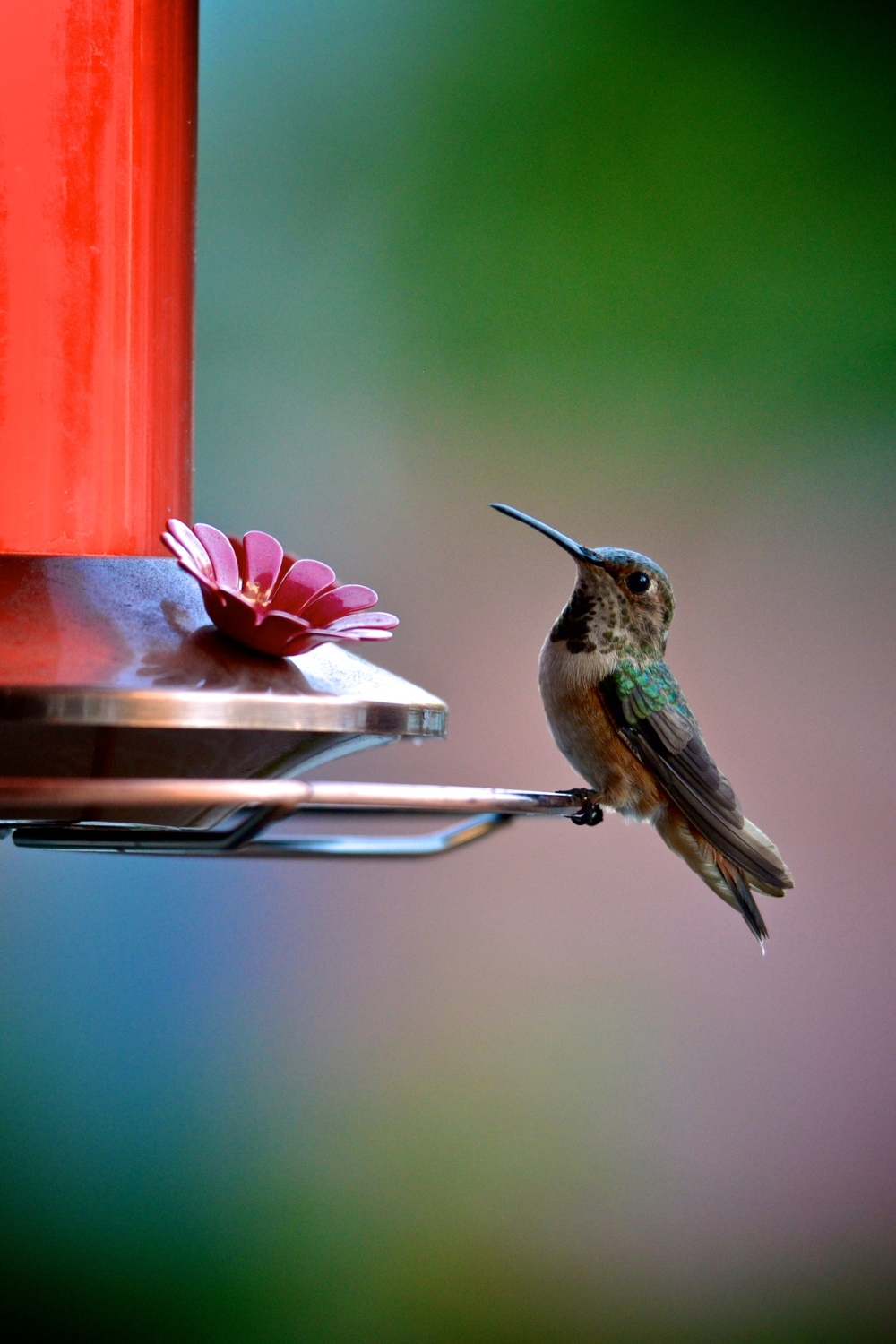 How Long Does It Take Hummingbirds to Find a Feeder_ A Complete Guide