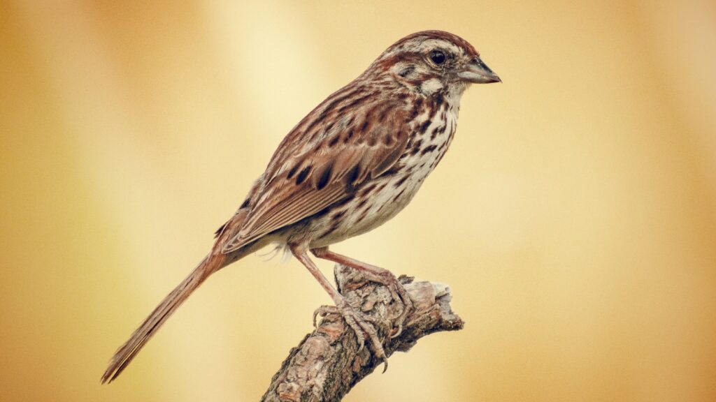 Sparrow Bird's Differences